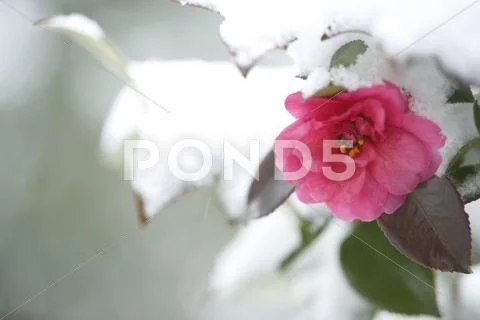 Christmas Camellia Stock Photos
