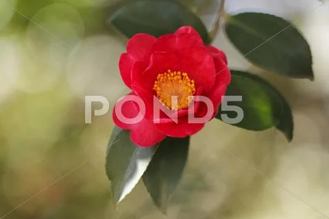 Christmas Camellia Stock Photos