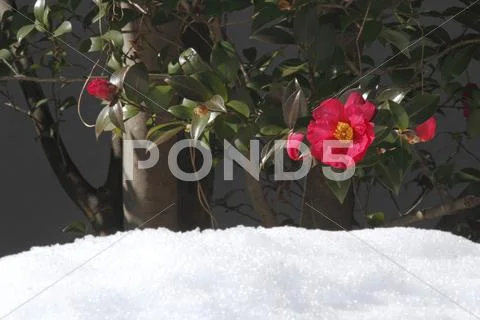 Christmas Camellia Stock Photos