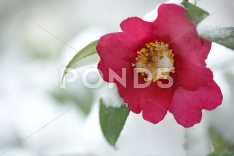 Christmas Camellia Stock Photos