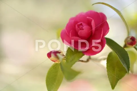 Christmas Camellia Stock Photos