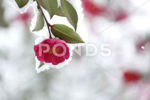 Christmas Camellia Stock Photos