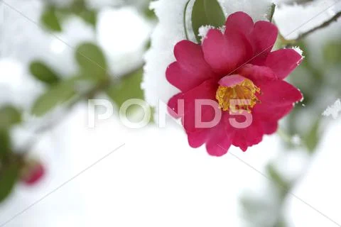 Christmas Camellia Stock Photos