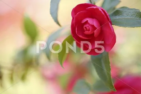 Christmas Camellia Stock Photos