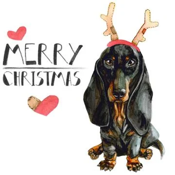 Christmas card with dog dachshund in deer horns. isolated on white background Stock Illustration