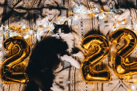 Christmas cat 2022. Black cute kitten with gold foil balloons number 2022 new Stock Photos