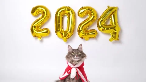 Christmas Cat 2024. Stock Footage 255304927