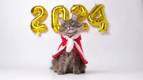 Christmas Cat 2024 Stock Footage 255304937