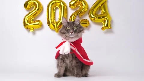 Christmas Cat 2024. Stock Footage 255304938