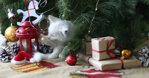 Christmas cat. Cute white  kittens on festive holiday background. Stock Footage 160029331
