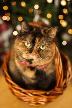 Christmas cat with festive red bow tie looking at camera. Bright New Year tree Stock Photos