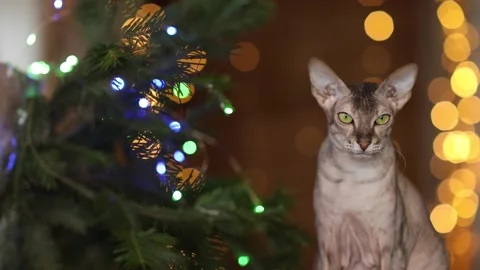 Christmas cat in flickering lights Stock Footage 161146419