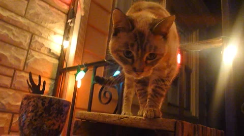 Christmas Cat Video stock 2632752