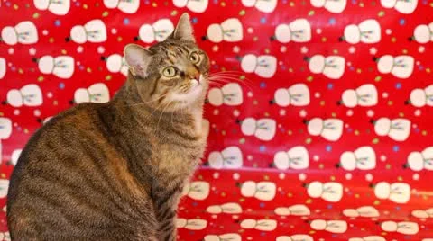 Christmas Cat Stock Footage 21911497