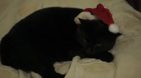 Christmas Cat Stock Footage 43348847