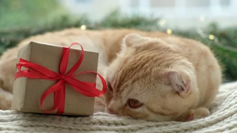 Christmas cat with gift close up. Striped orange ginger cat breed Scottish fold Stock Footage 163346942