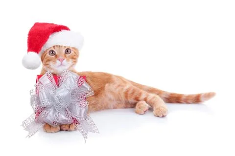 Christmas Cat Gift Stock Photos