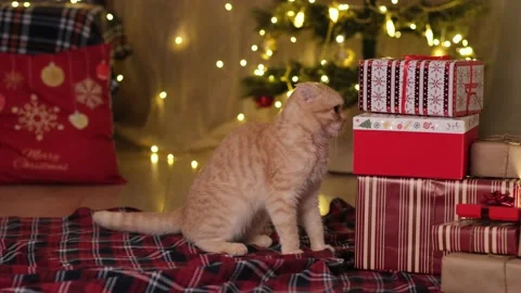 Christmas cat next to gift boxes on background of Christmas tree and lights Stock Footage 220815661