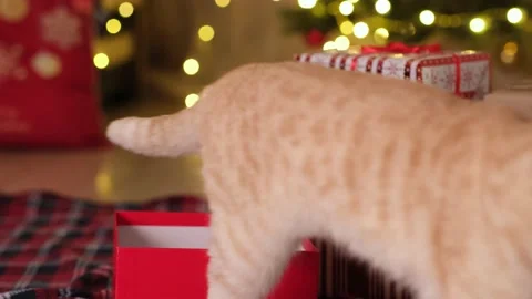 Christmas cat next to gift boxes on background of Christmas tree and lights Stock Footage 221378632