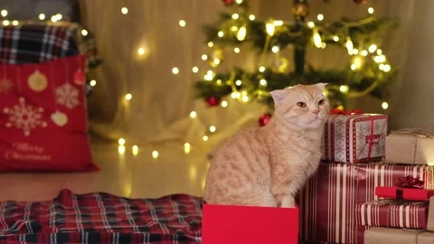 Christmas cat next to presents on background of Christmas tree celebrate holiday Stock Footage 223058311