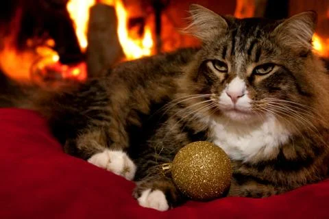 Christmas cat 写真素材