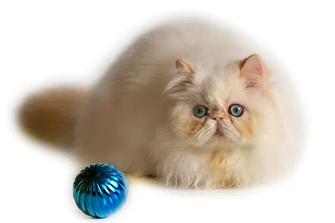Christmas cat Stock Photos