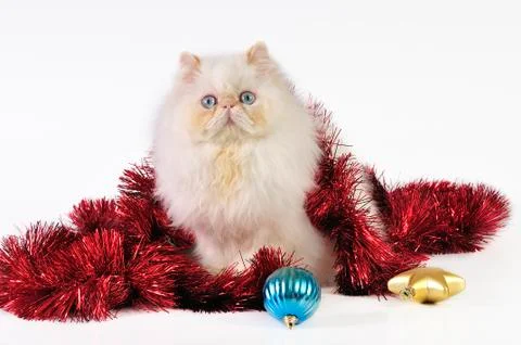 Christmas  cat Stock Photos