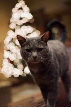 Christmas Cat Stock Photos