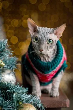 The Christmas Cat Foto stock