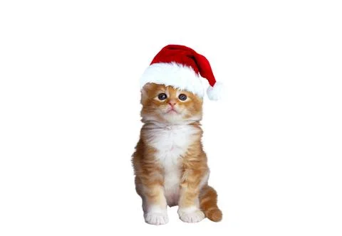 Christmas Cat Stock Photos