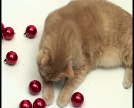 Christmas cat V3 - PAL Video stock 10766547