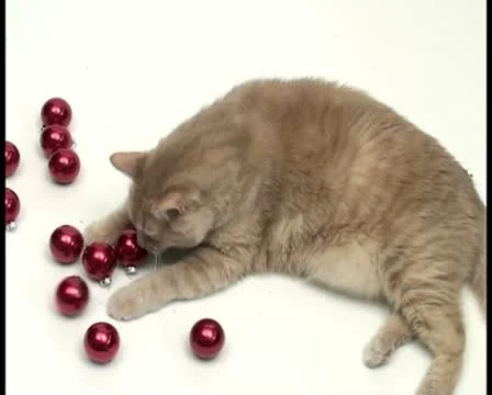 Christmas cat V4 - PAL Stock Footage 10766541