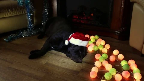 Christmas collage with Labrador 2. Stock Footage 82312422