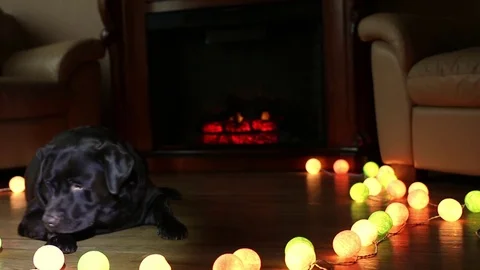 Christmas collage with Labrador 4. Stock Footage 82312431