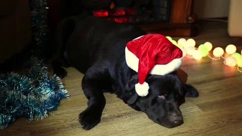 Christmas collage with Labrador 5. Stock Footage 82312504