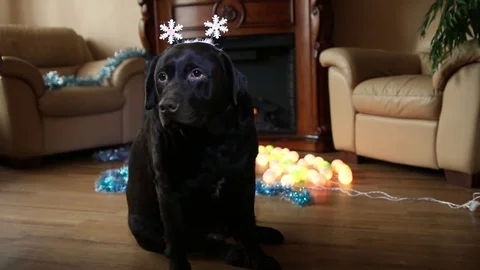 Christmas collage with Labrador 7. Stock Footage 82343785