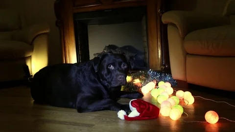Christmas collage with Labrador. Stock Footage 82312347
