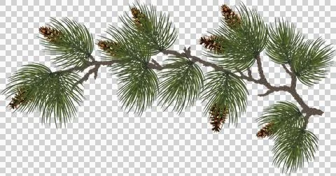 Christmas composition ,branches of a Christmas tree , cedar and cones. illu.. Stock Illustration