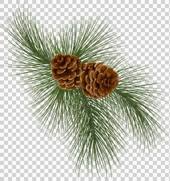 Christmas composition ,branches of a Christmas tree , cedar and cones. illu.. Stock Illustration
