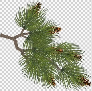 Christmas composition ,branches of a Christmas tree , cedar and cones. illu.. Stock Illustration