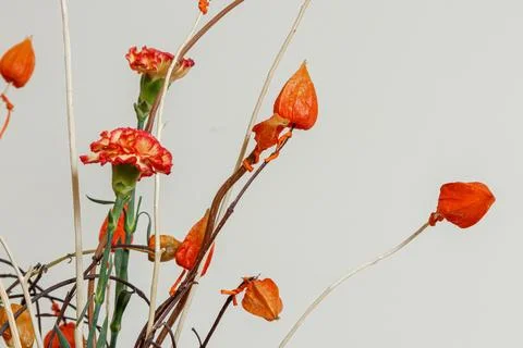 Christmas composition of fresh flowers Stock Photos