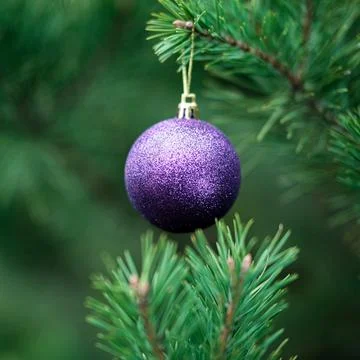 Christmas composition.  Stock Photos