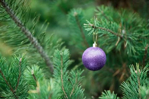 Christmas composition.  Stock Photos