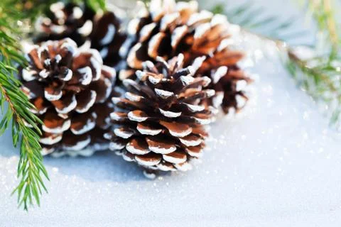 Christmas composition with pine cone Stock Photos