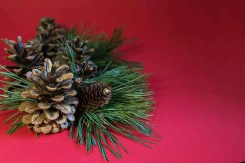 Christmas composition - pine cones and pine branches on a red background Stock Photos