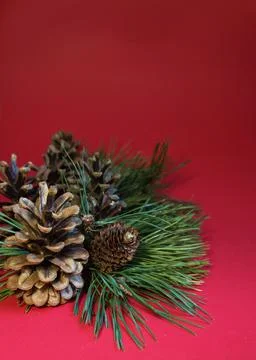 Christmas composition - pine cones and pine branches on a red background Stock Photos