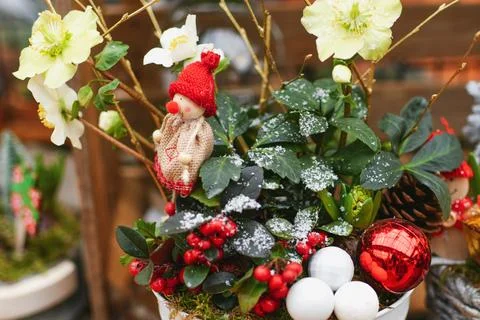 Christmas composition with plants in a pot Stock-Fotos
