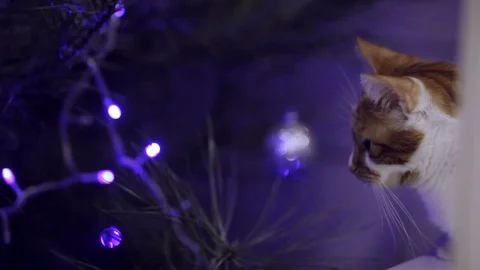 Christmas concept, background for text Stock Footage 98265393