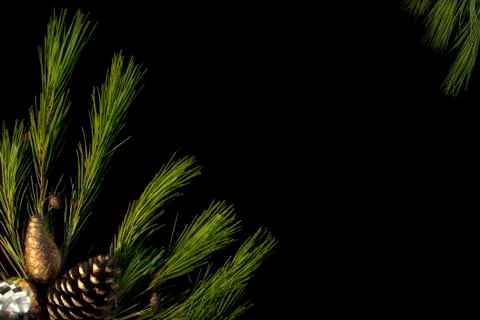 Christmas dark background. Pine branches isolated on black Stock Photos