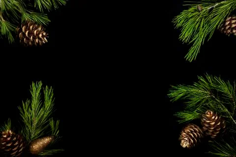 Christmas dark background. Pine branches isolated on black Stock Photos